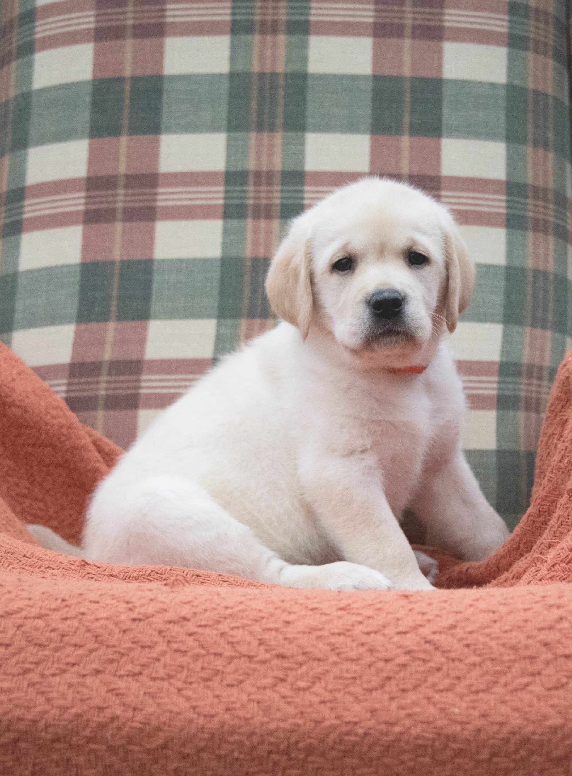 Available English Lab Puppy