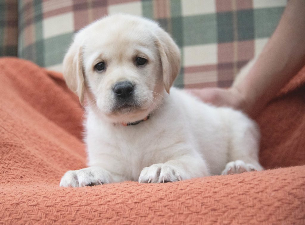 Yellow English Lab Puppy 