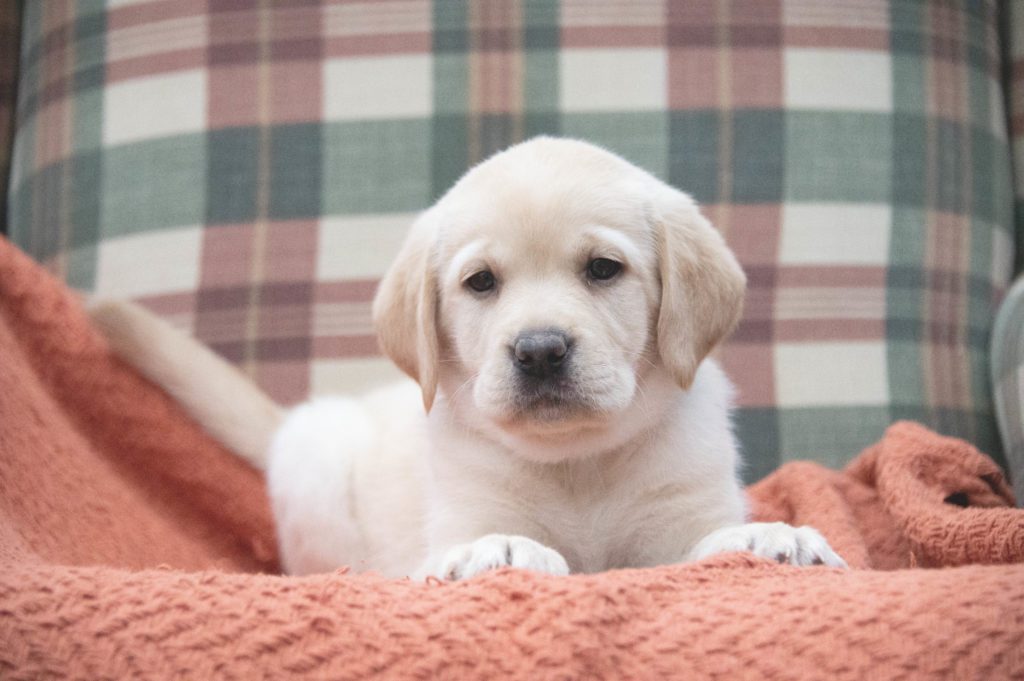 Yellow Labrador Puppy 