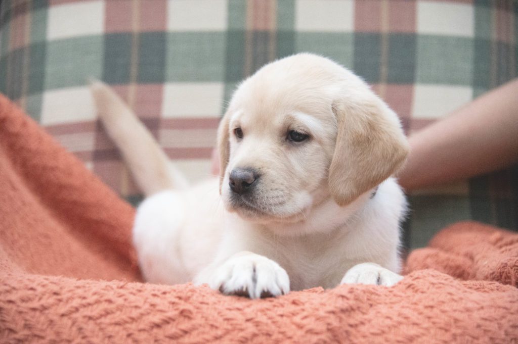 Available English Lab Puppy