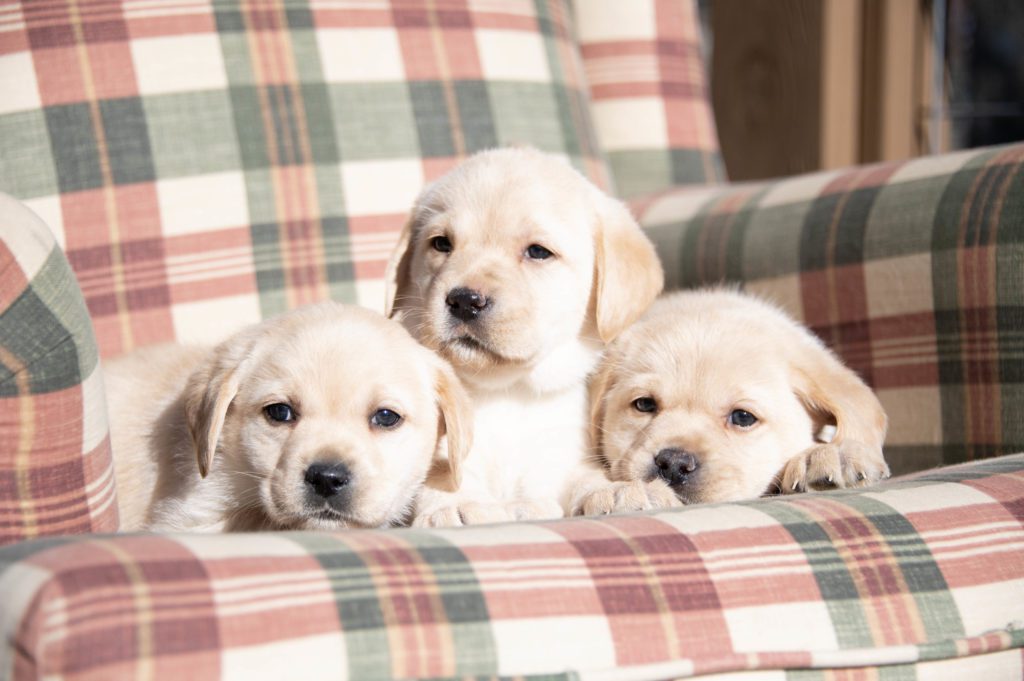 English Yellow Labrador Puppies 