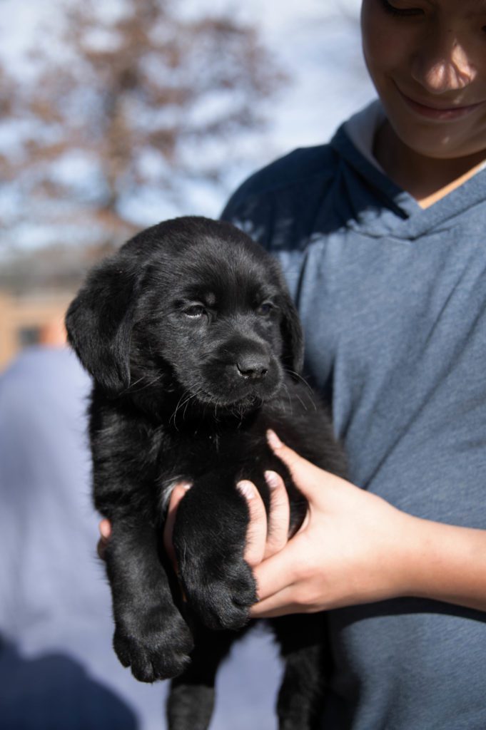 Available Black Male Labrador Puppy 