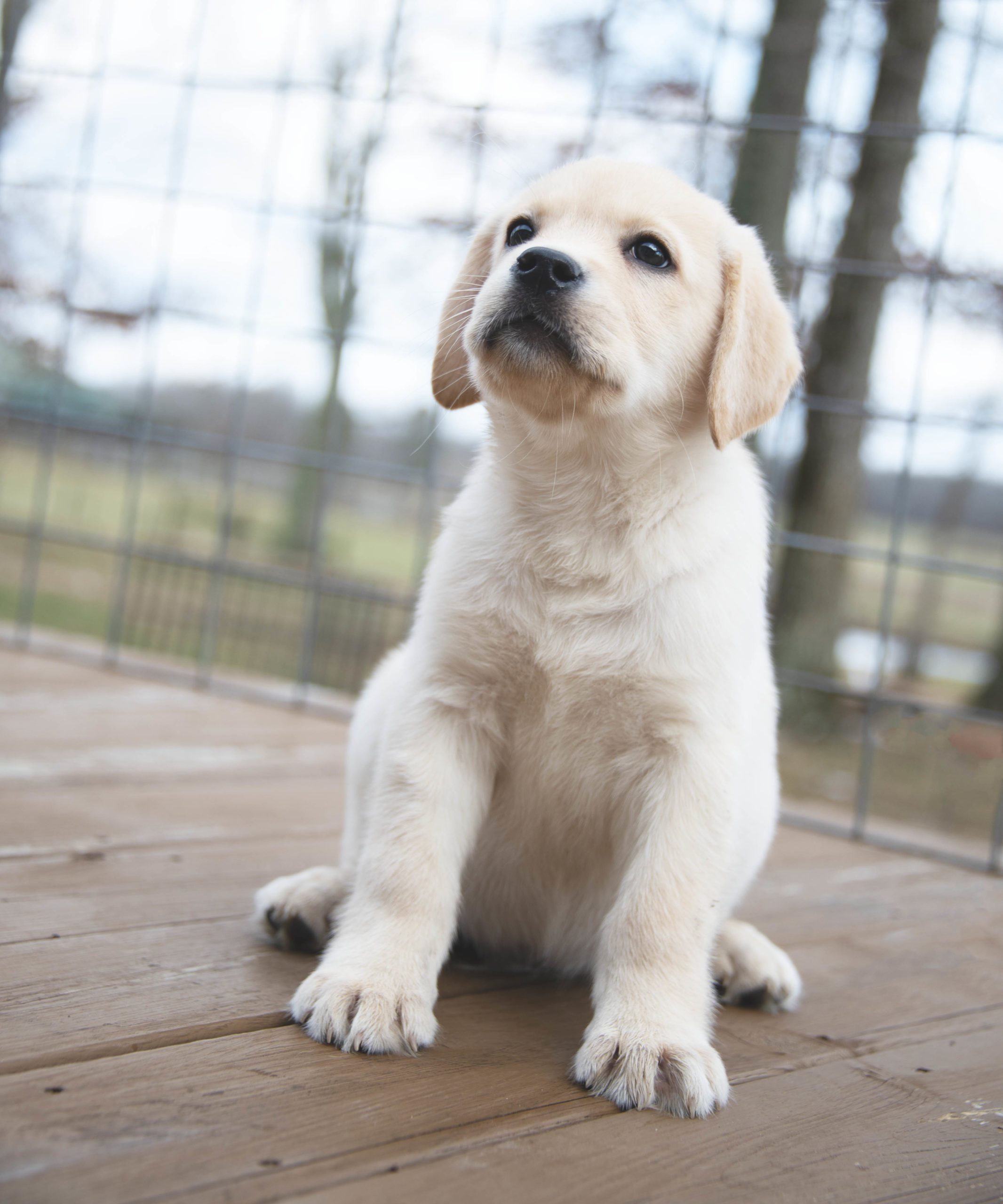 Yellow English Labrador