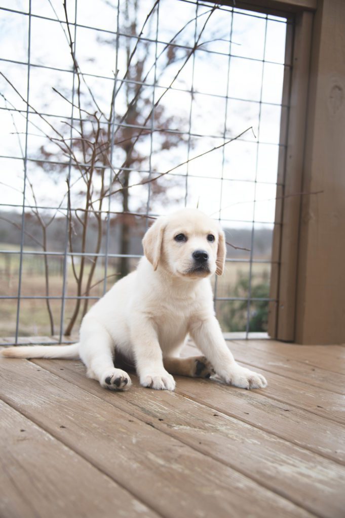 Potty Training an English Labrador Puppy