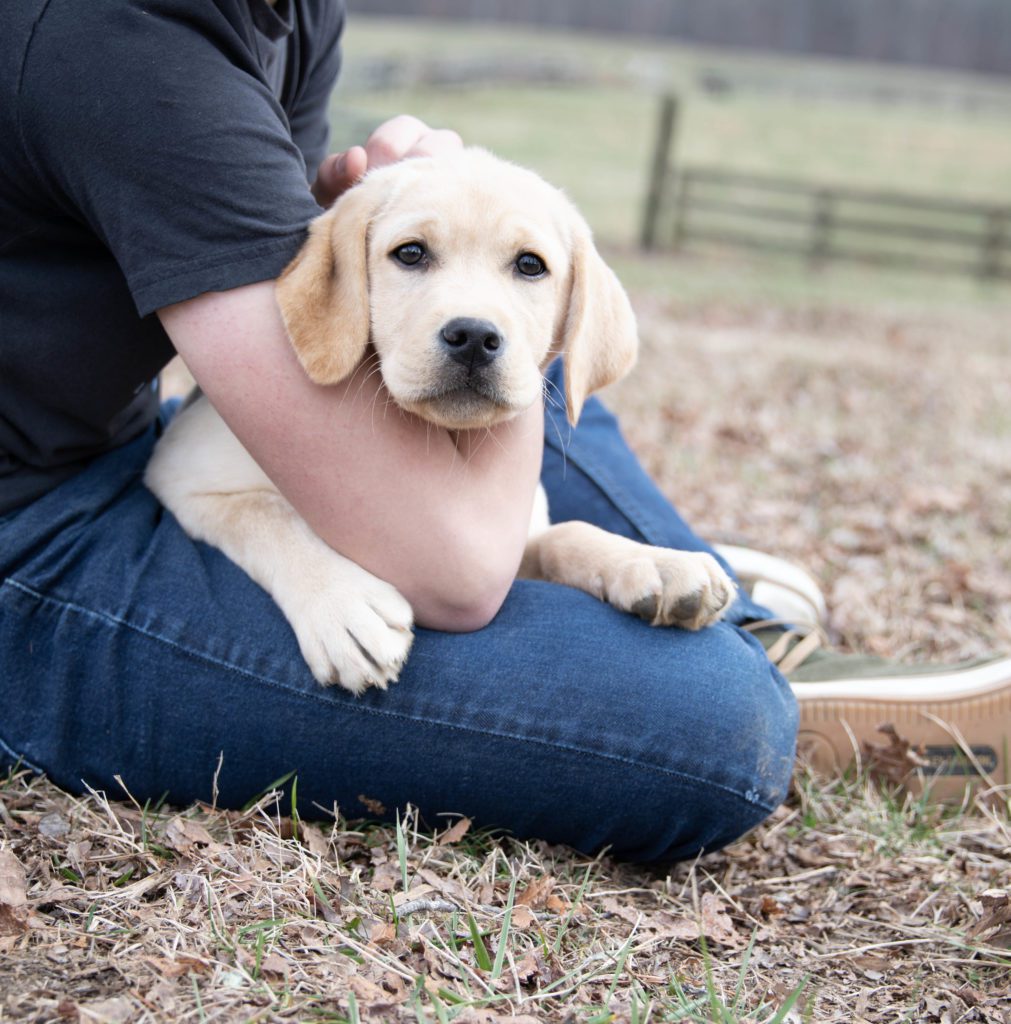 English Yellow Puppy 