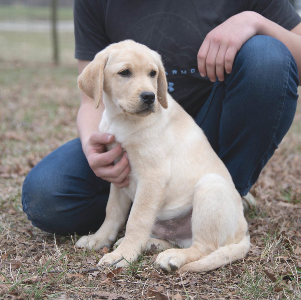 Yellow Male Labrador Puppy 