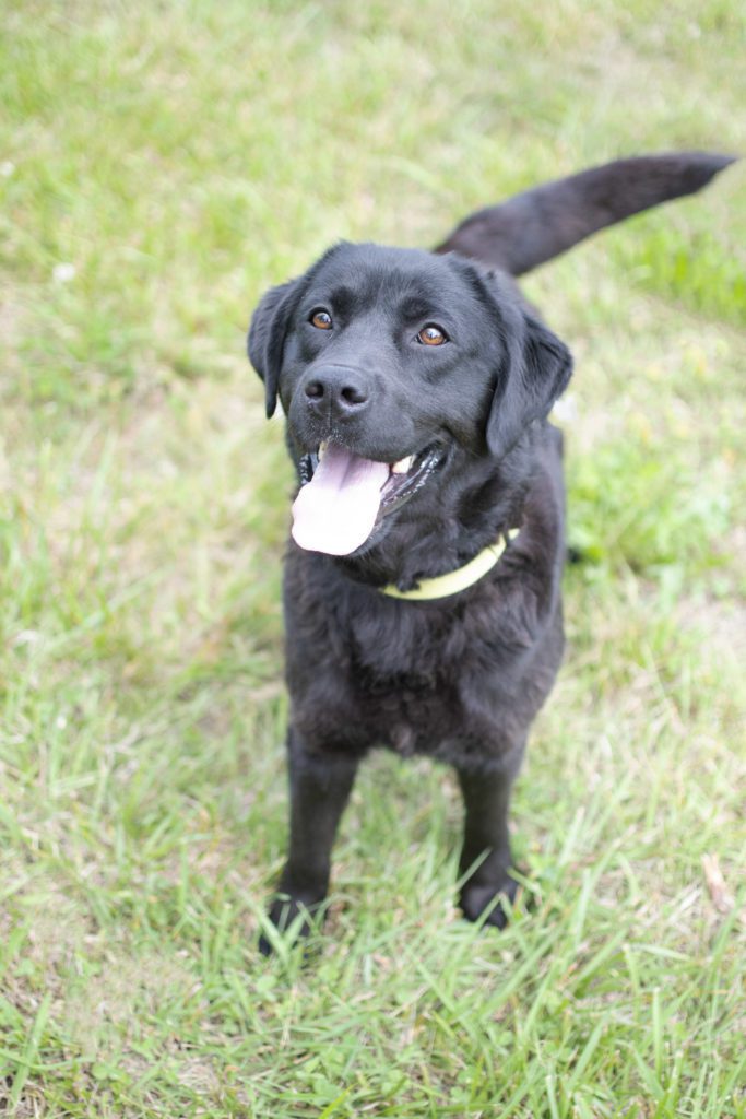 Labrador Puppy for sale 