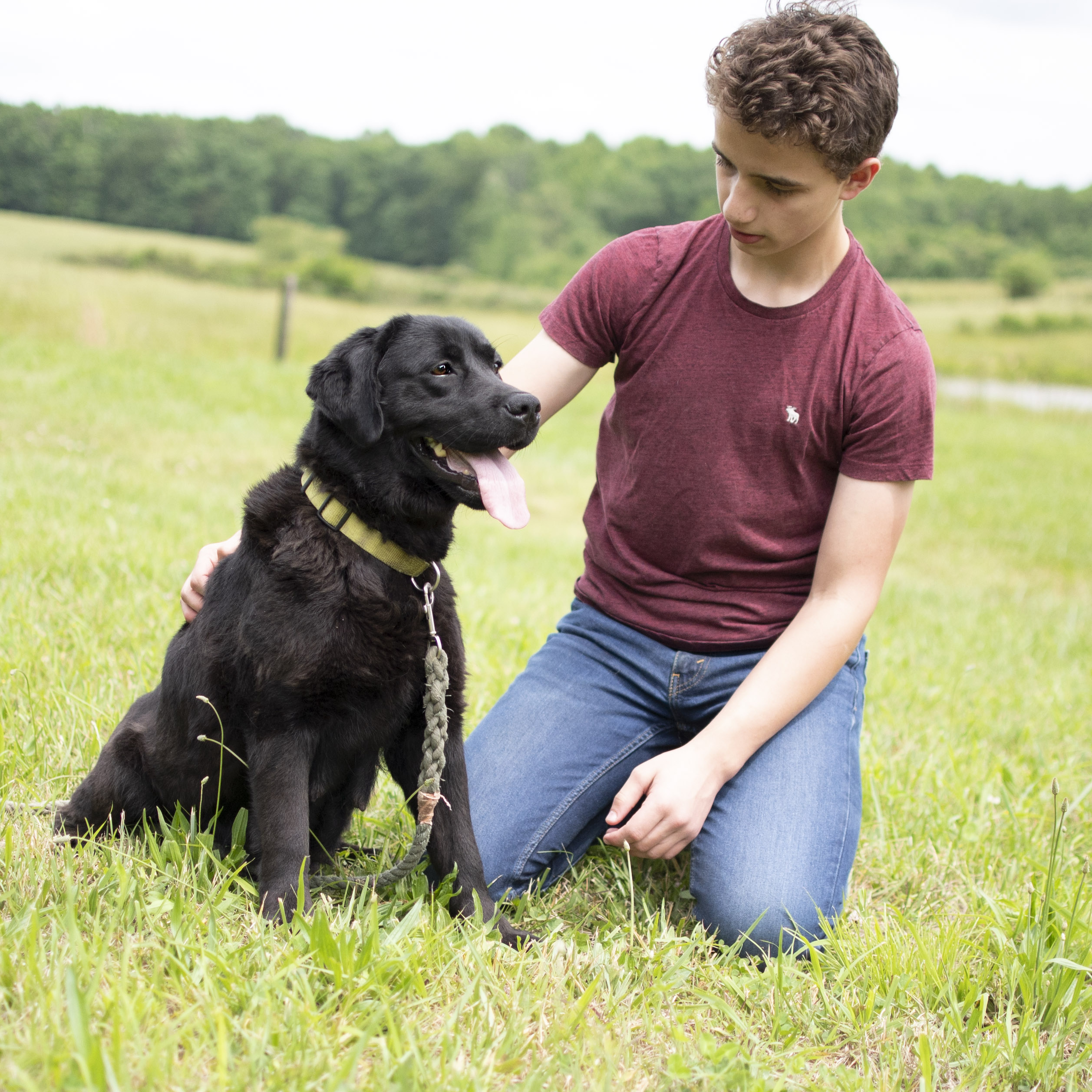 Available English Labrador Puppies