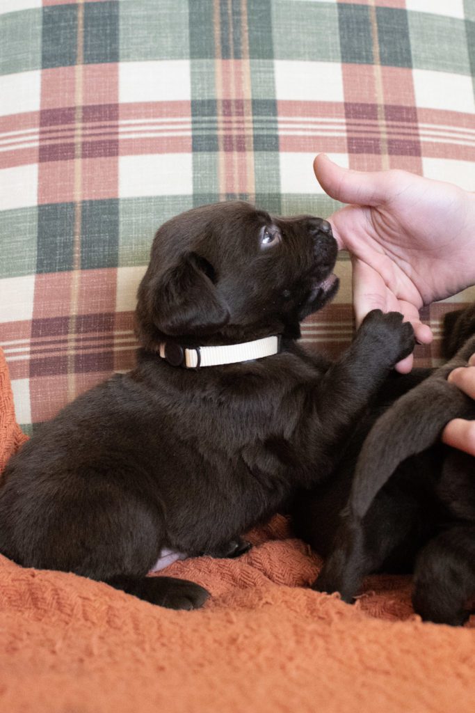 Labrador Puppy for sale Tennessee 