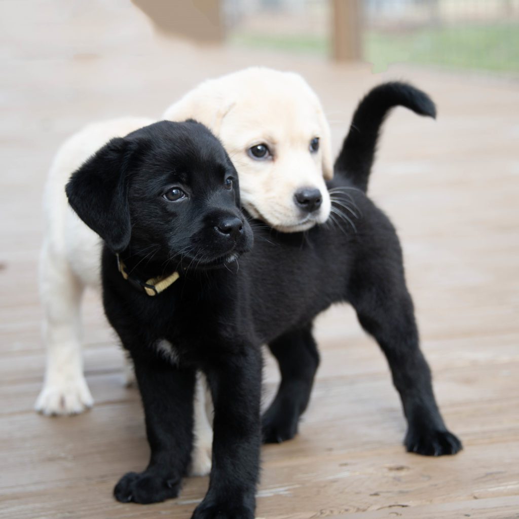 black Labrador retriever puppy for sale 