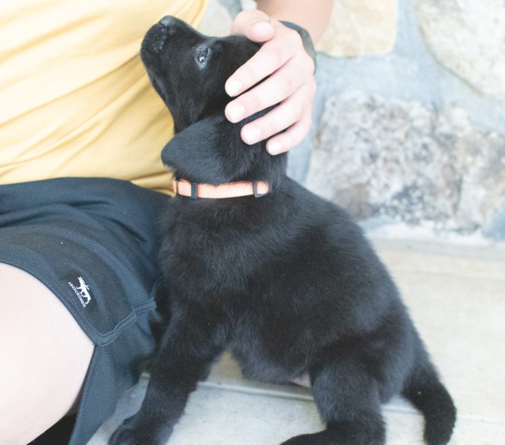 Black Labrador Puppy Colorado