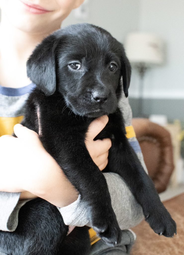 Available black labrador puppy Colorado 