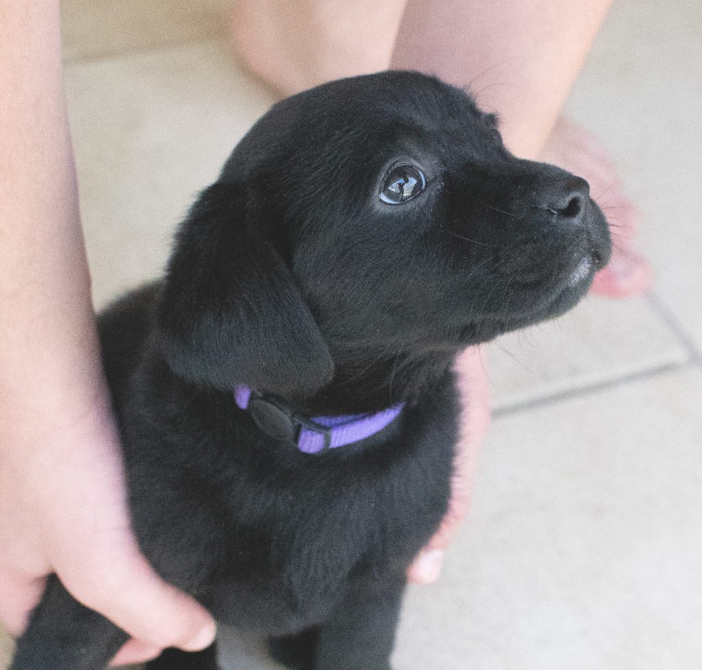 Labrador retriever for sale Colorado