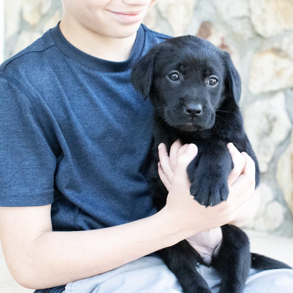 Colorado Labrador retrievers