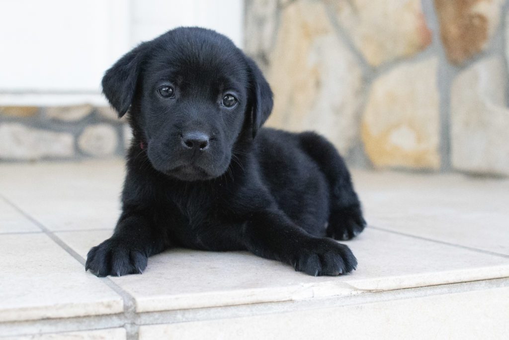 Lab Puppy Female Colorado 