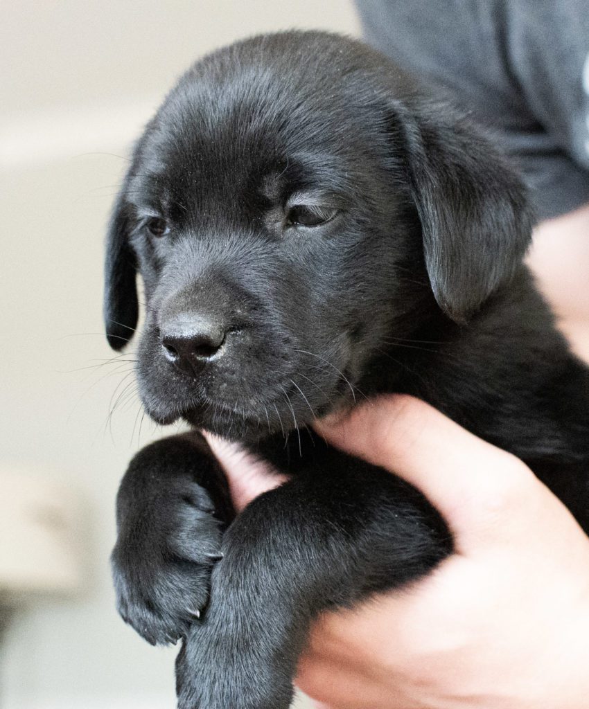 Female Labrador Puppy available Colorado 