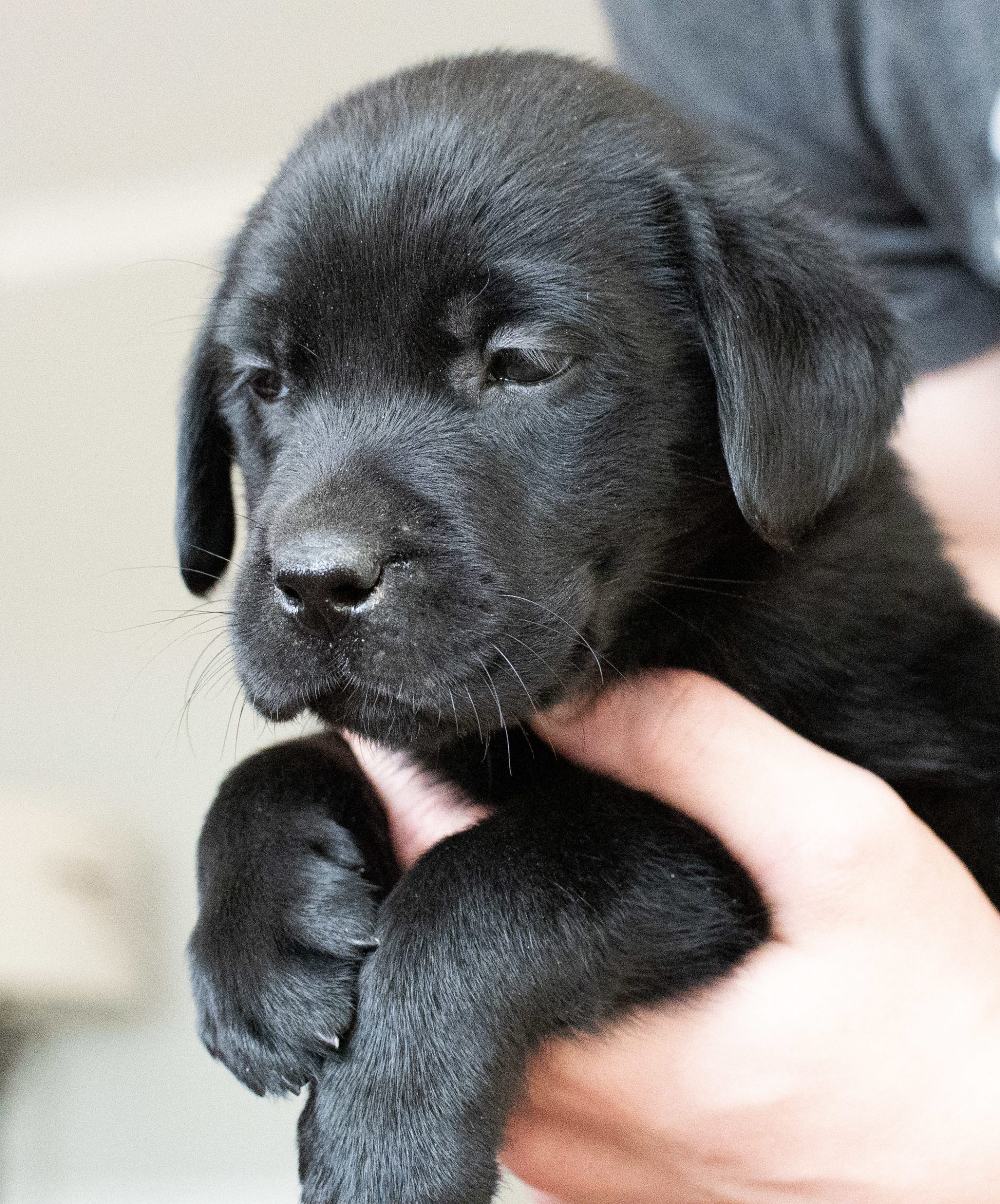 Female Labrador Puppy available Colorado