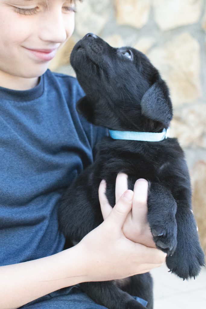 Labrador Lab Puppy for sale 