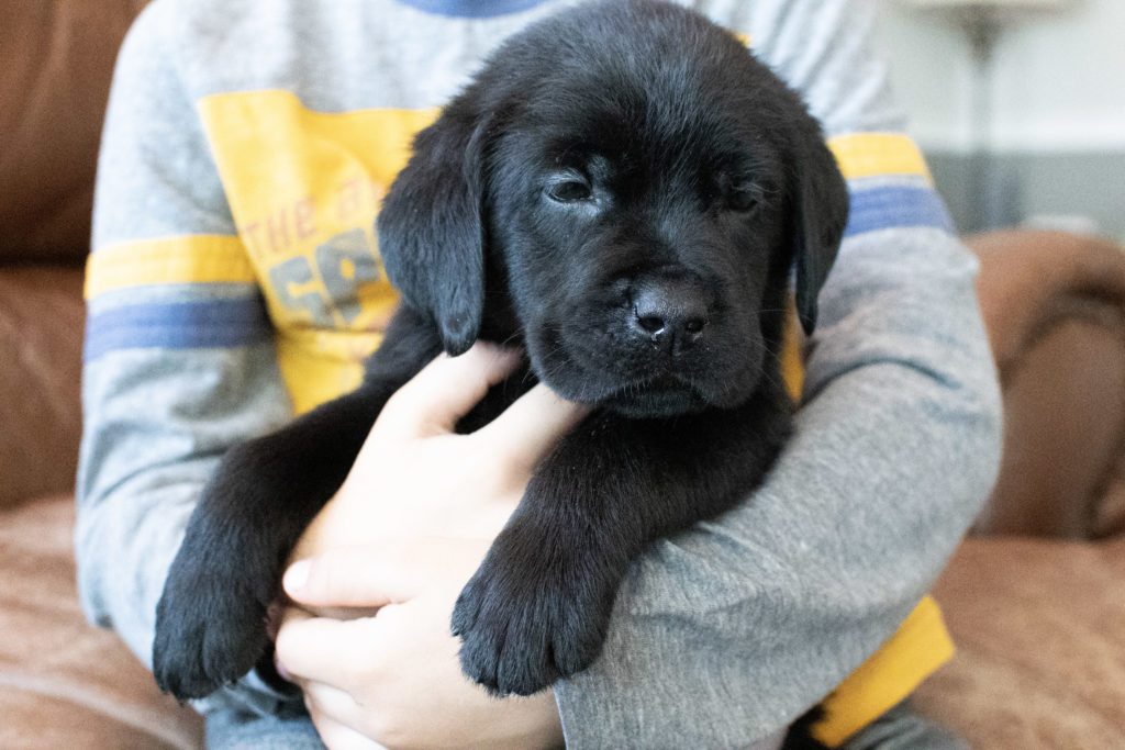 Black Labrador Puppy Kentucky 