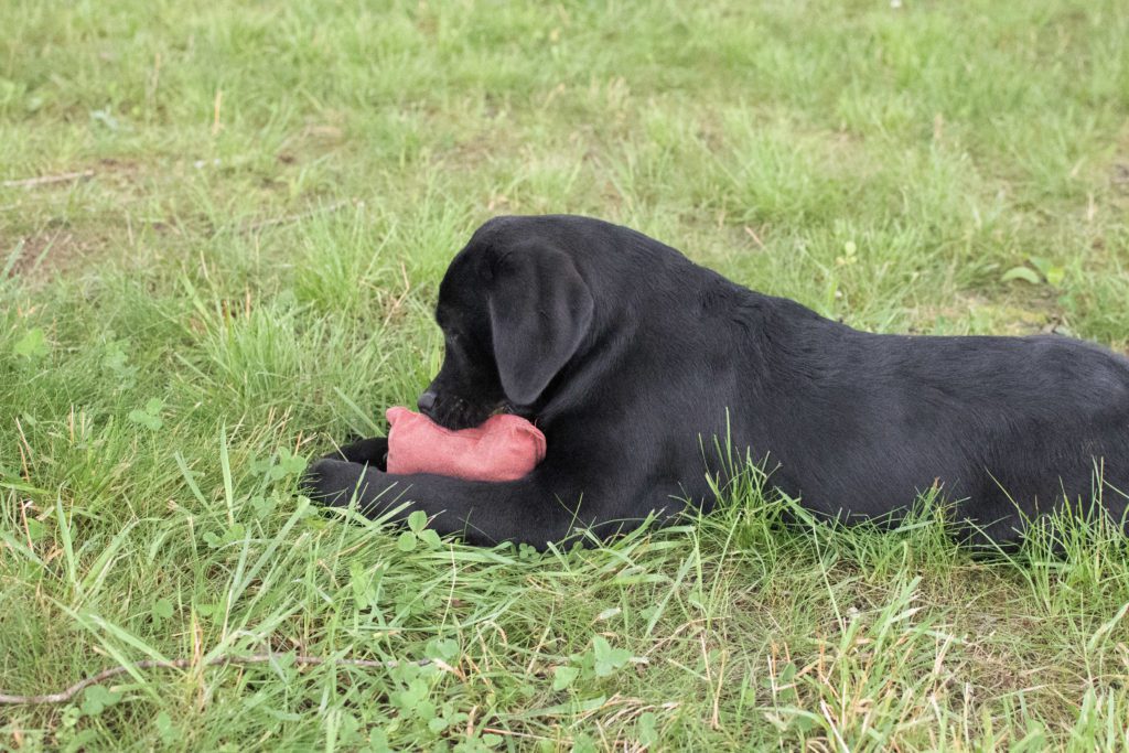 Black Labradors Tennessee 