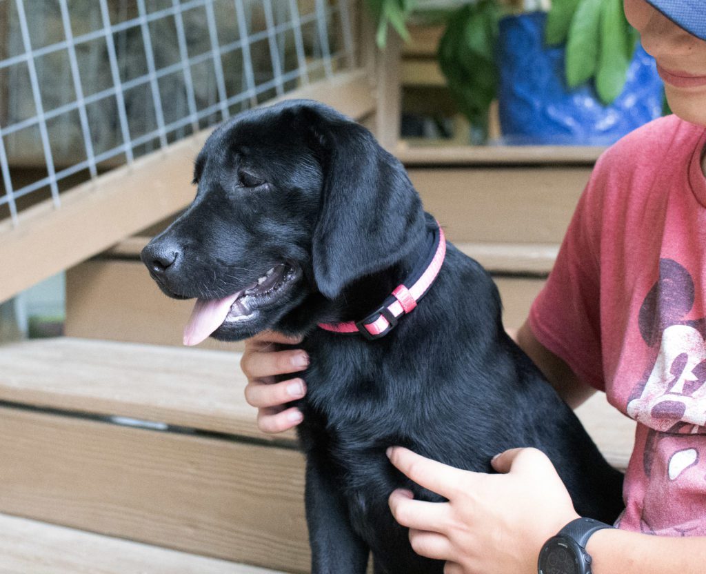 Black Lab Puppy Colorado 