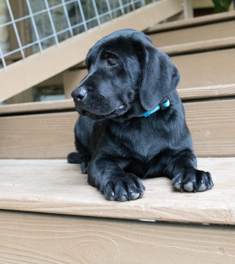 Labrador Puppies Virginia 