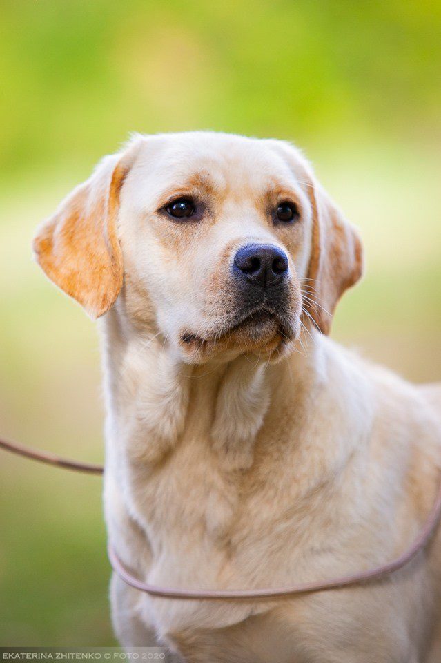Fiona, cream English Labrador dam at Kindred Pup