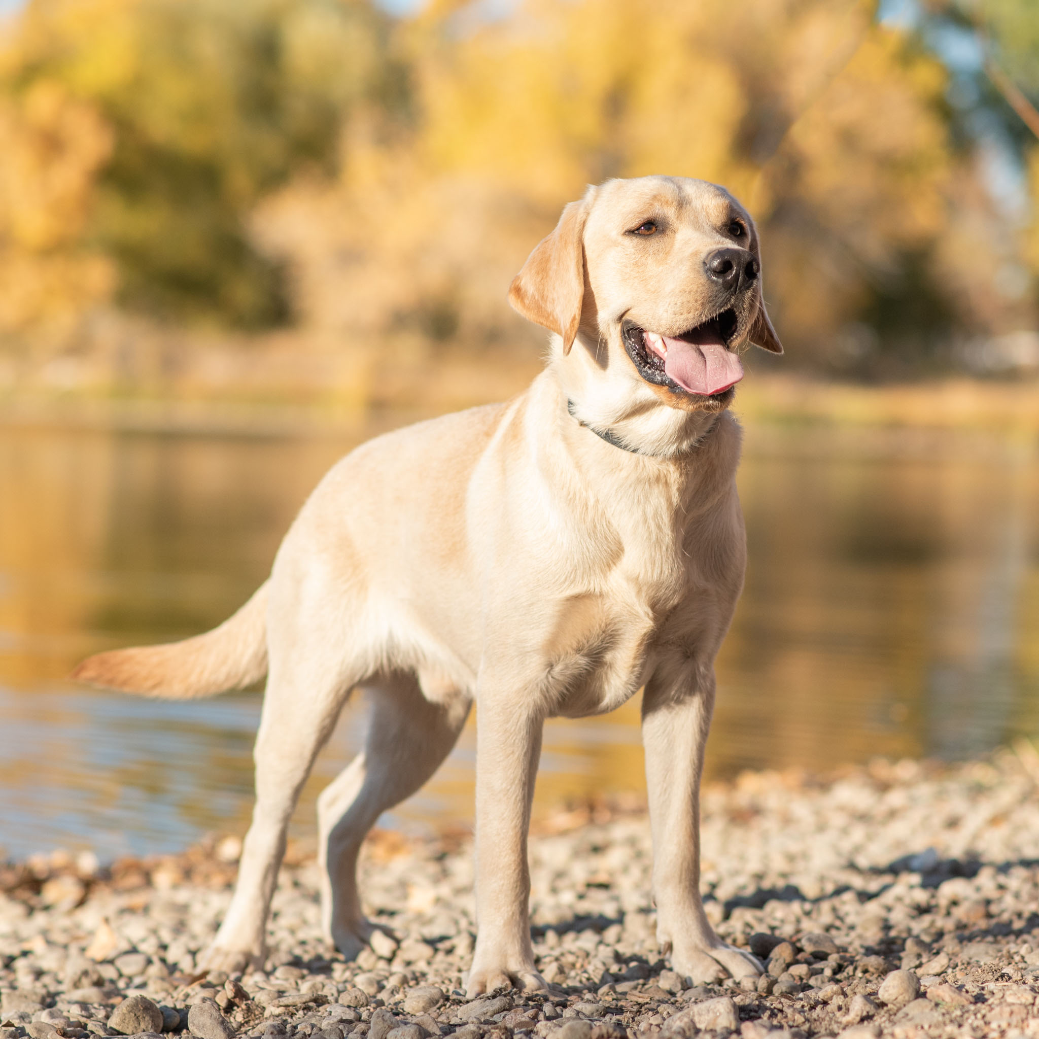 English Labrador Male