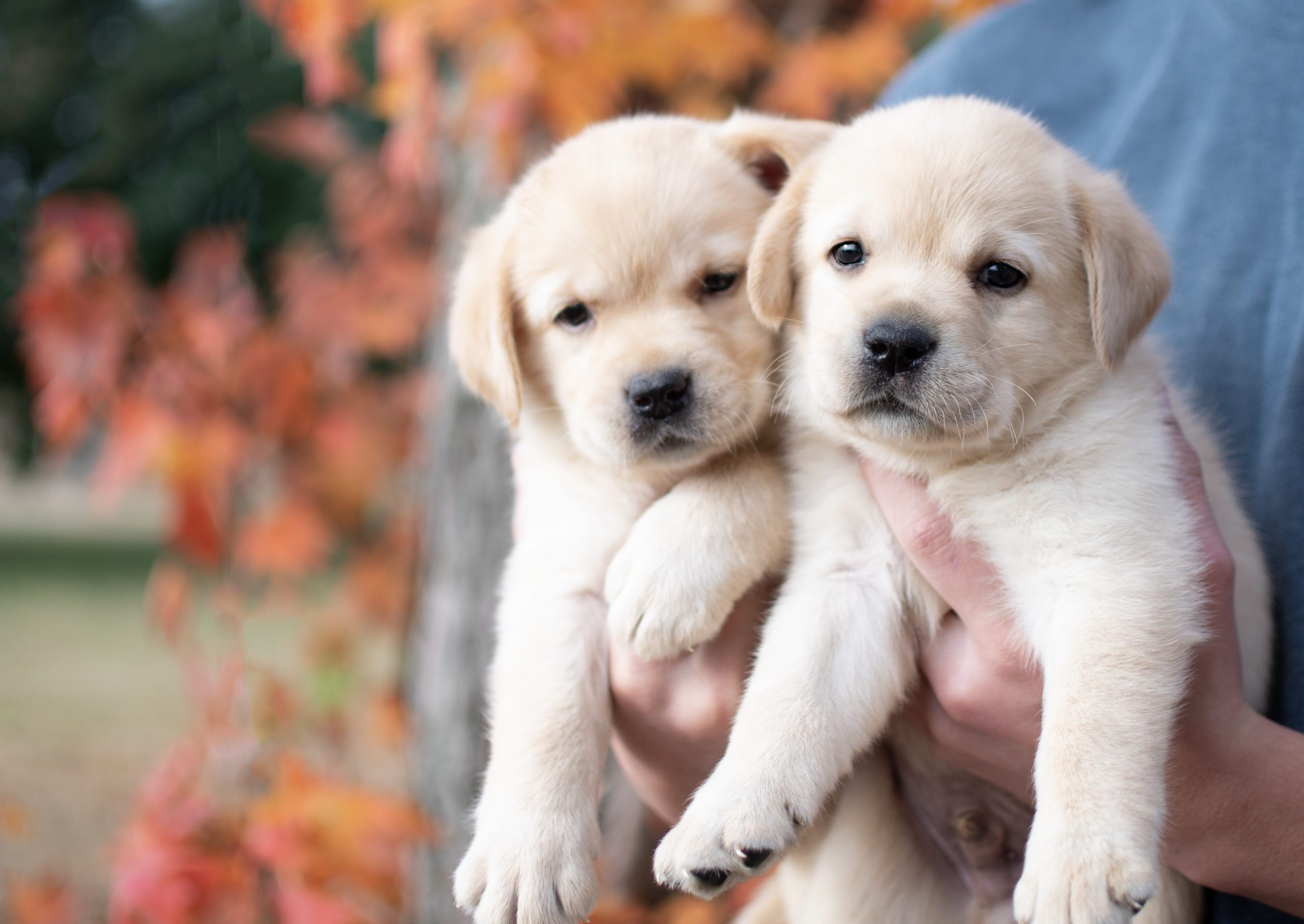 Labrador retriever Puppies