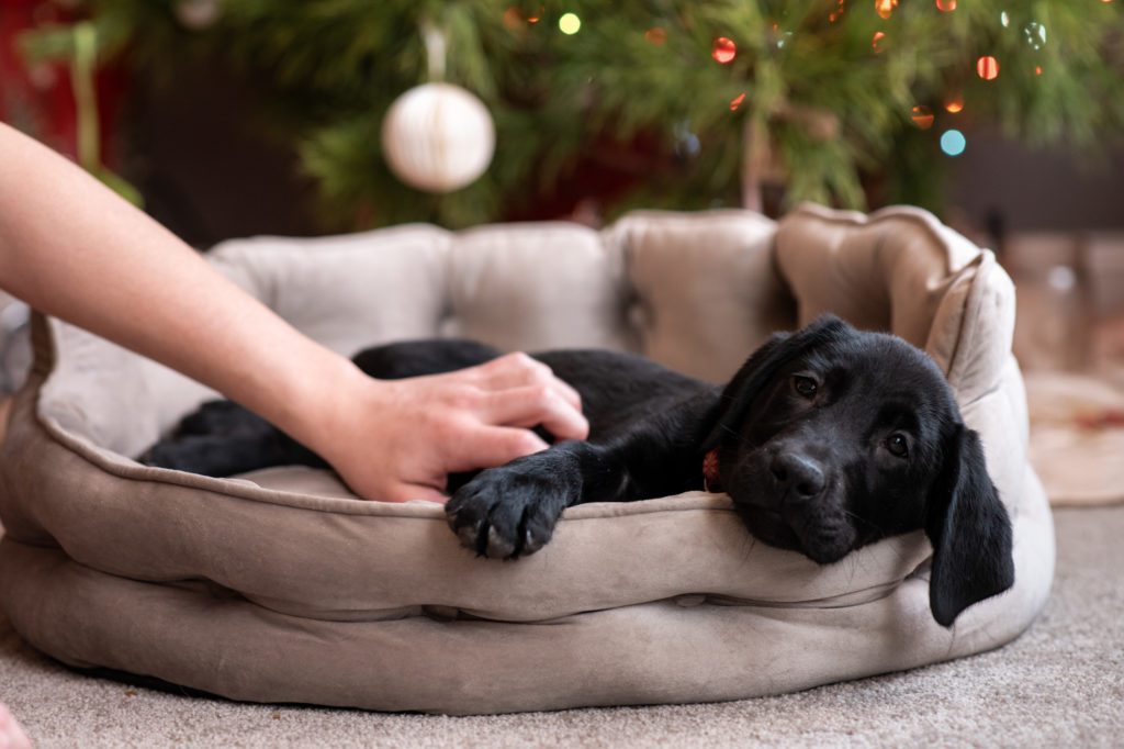 Available Labrador Puppy