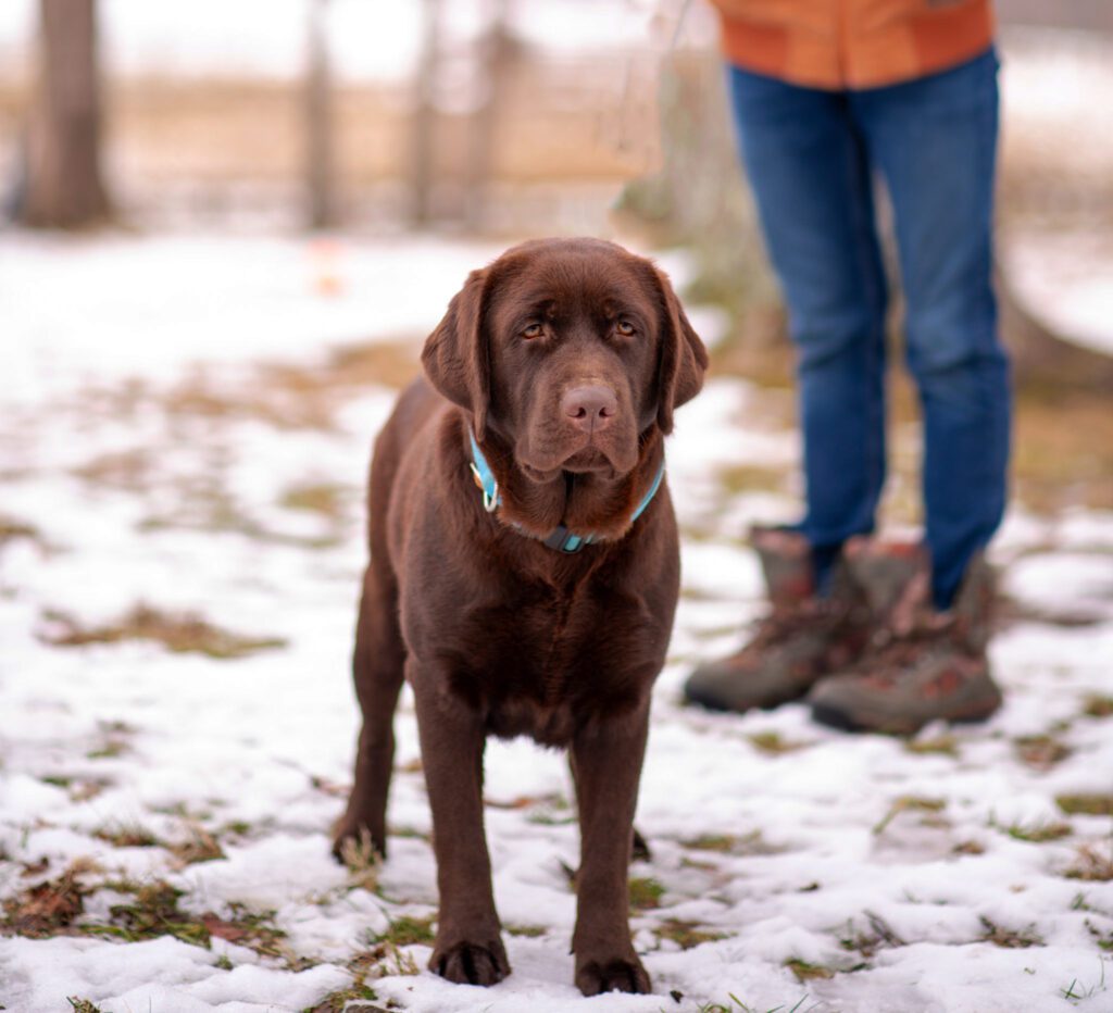 Chocolate Labrador Puppies Available