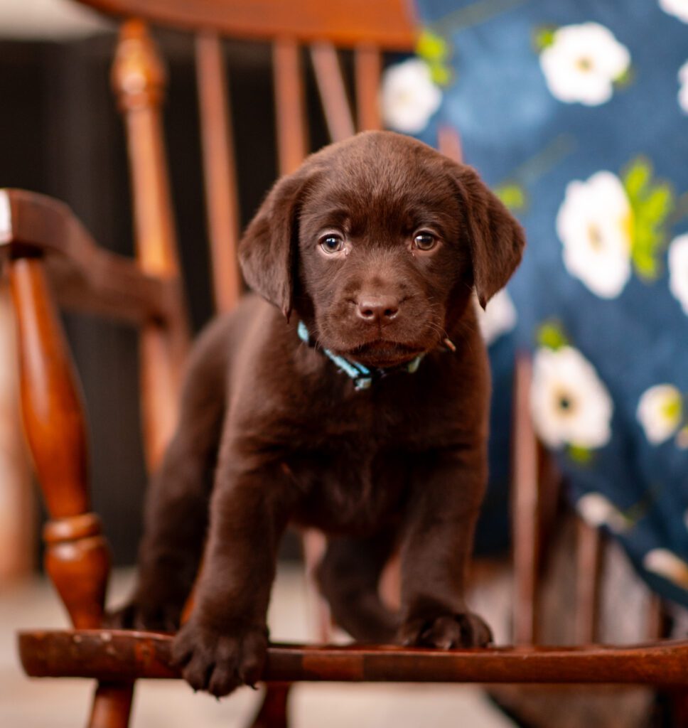 Available Chocolate Lab Puppy