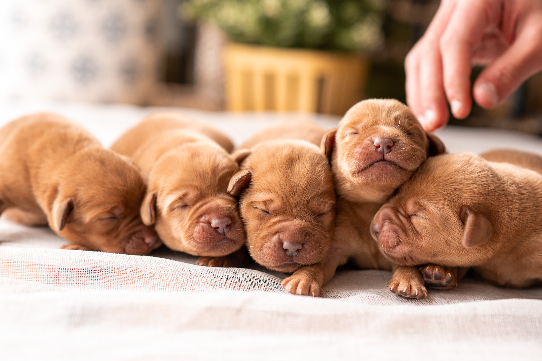 fox red English lab puppies