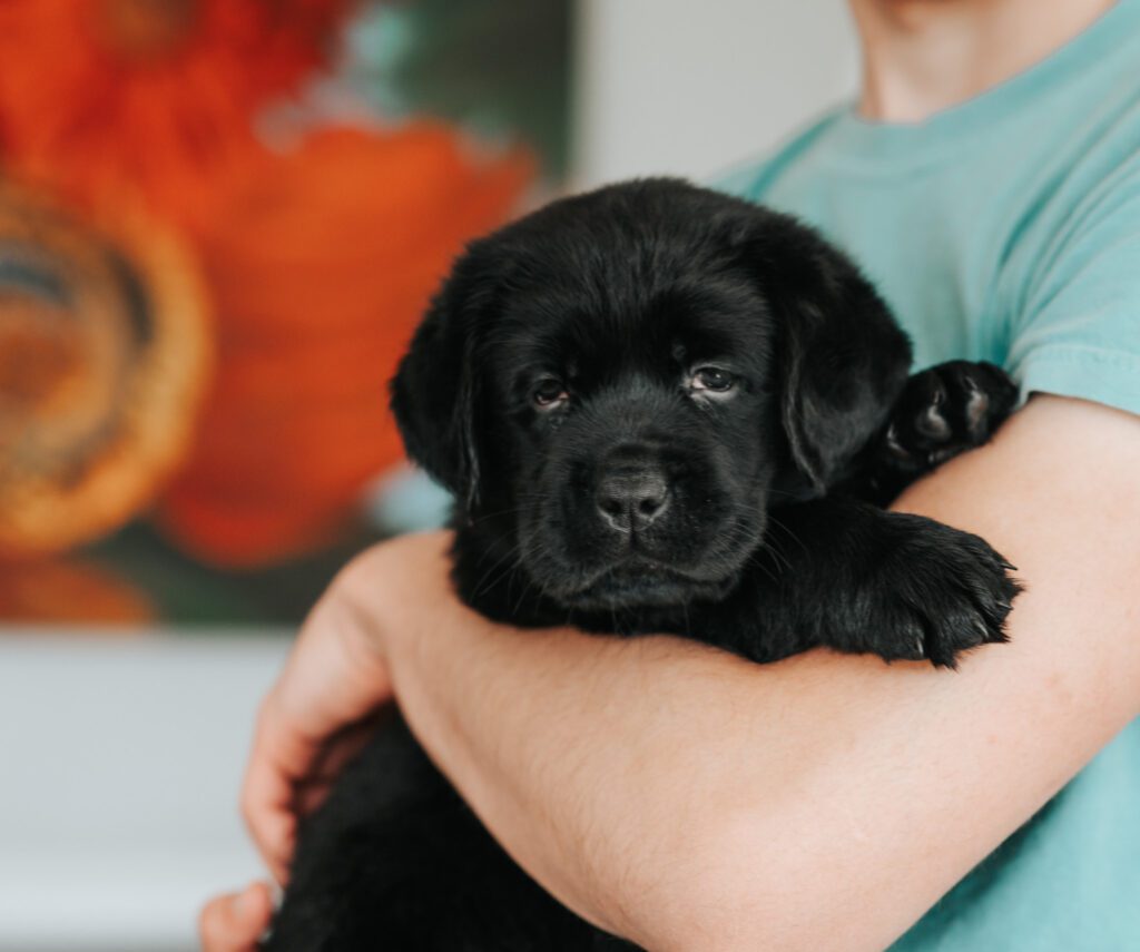 English labrador puppy