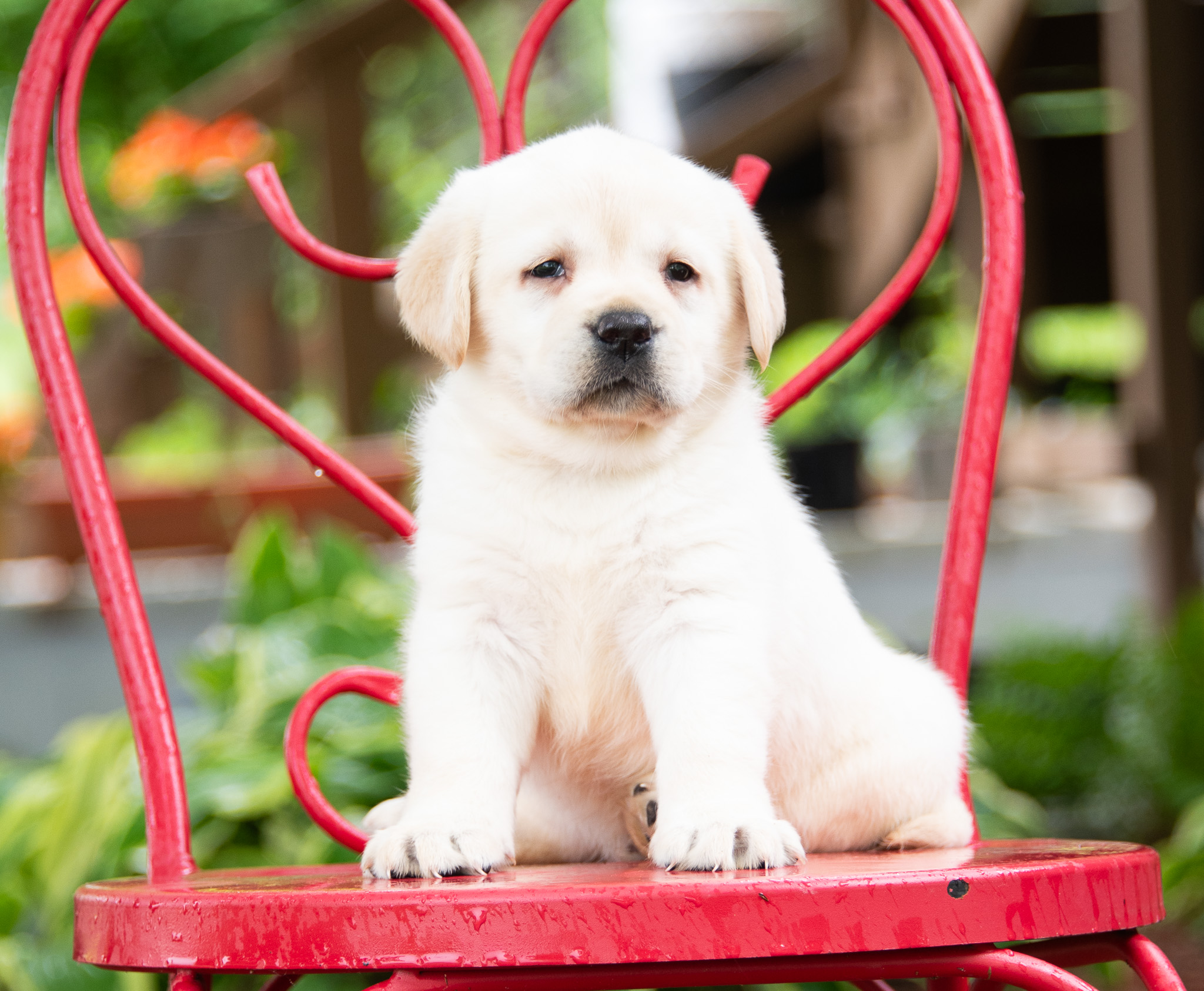 English Labrador Puppies Available