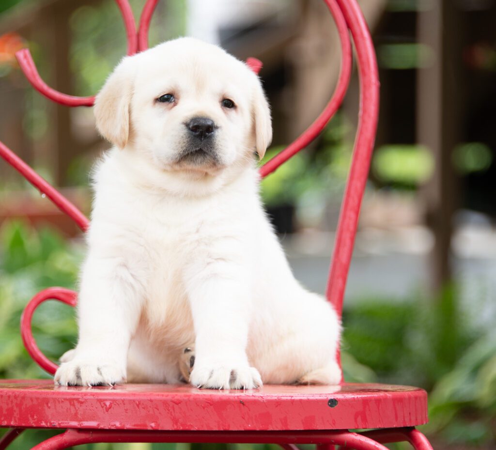 Polar White Labrador Puppy