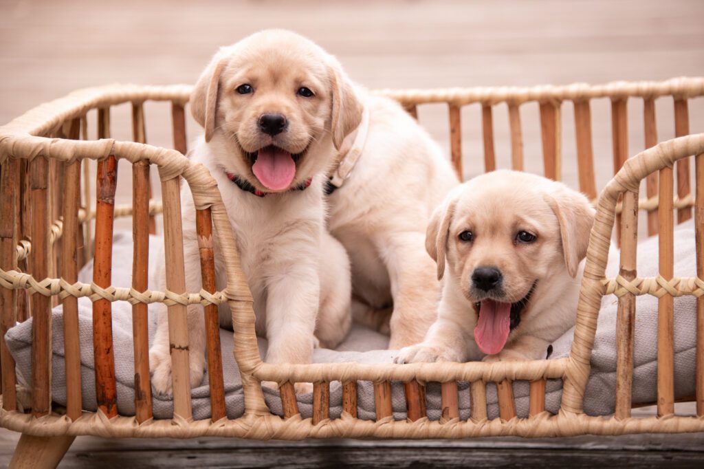 English Yellow Labs