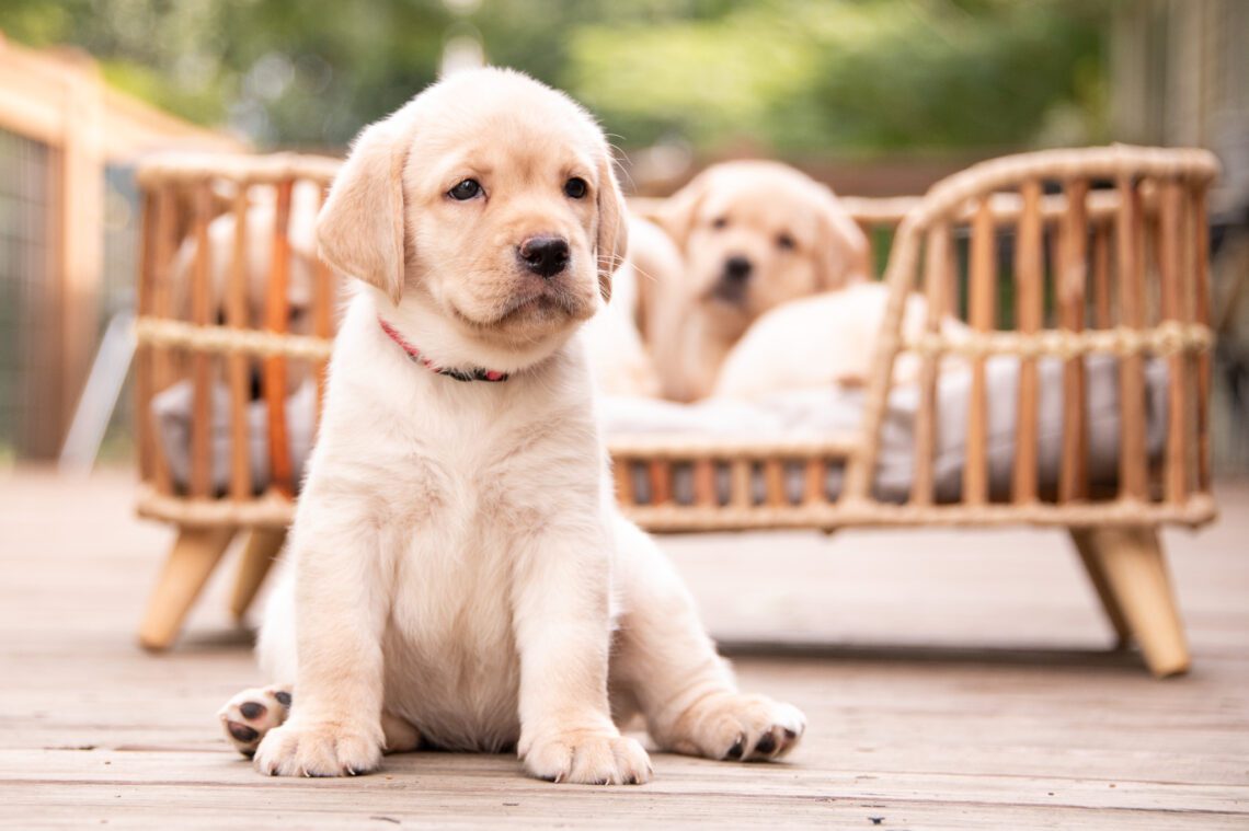 English Lab Puppy