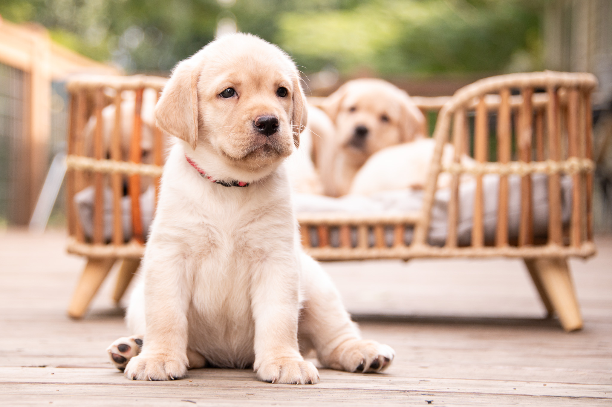 Shops yellow labs puppies for