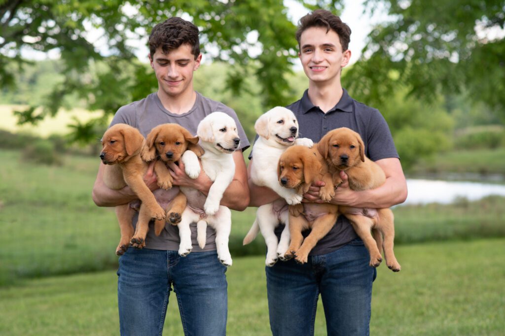 English Lab Puppies Fox Red