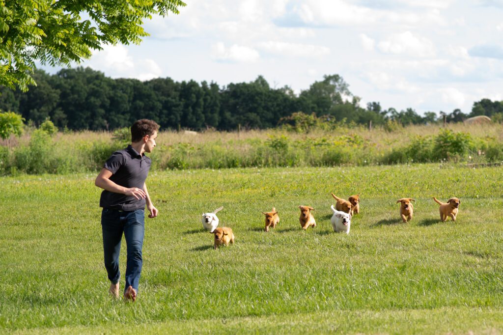 English Labrador Breeders