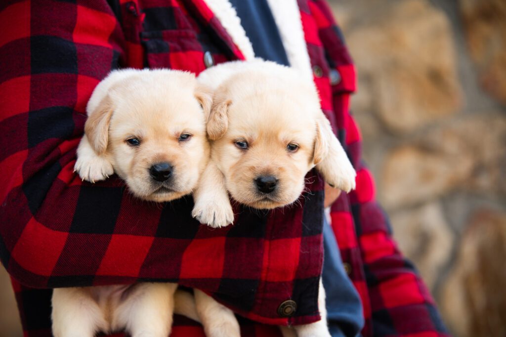 English Labrador Puppies