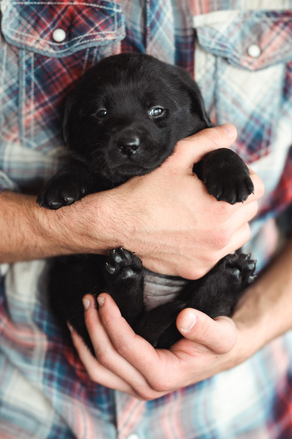 Black English lab puppy
