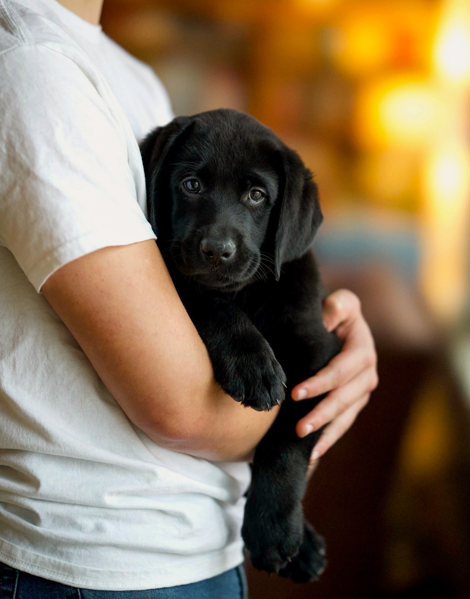 Black Labrador puppy cradled in arms at Kindred Pup