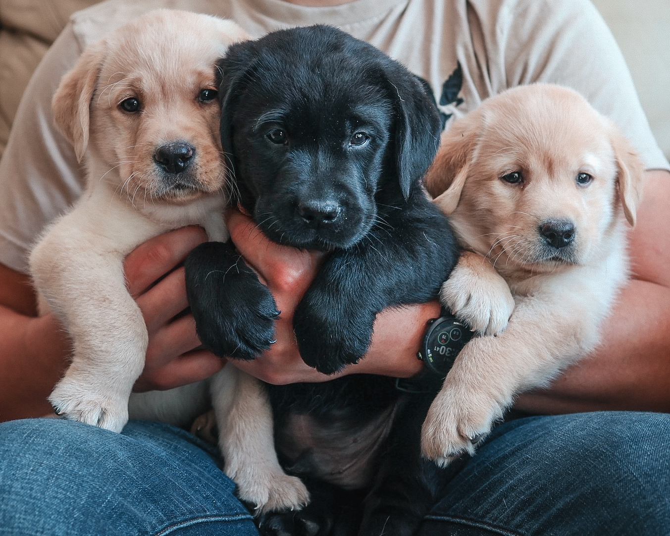 Young man holding three Labrador puppies at Kindred Pup