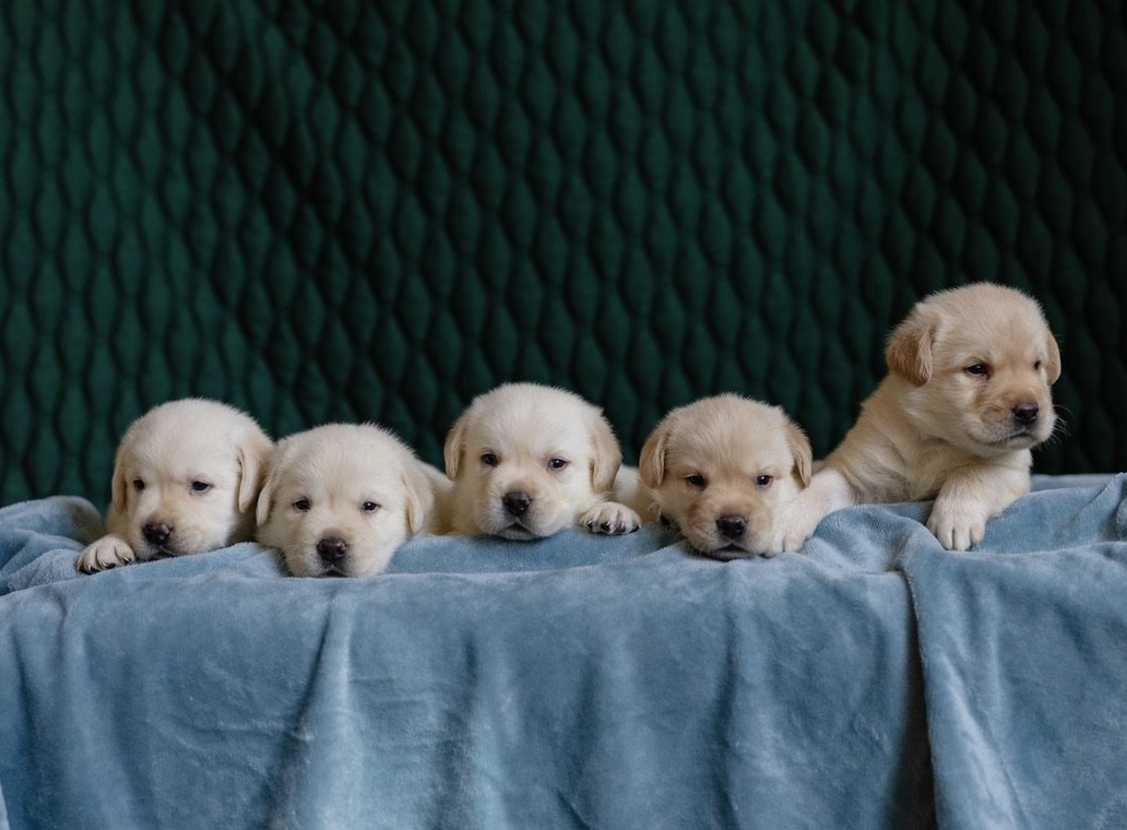 Five Nia × Maverick cream Labrador puppies at 26 days old — Kindred Pup