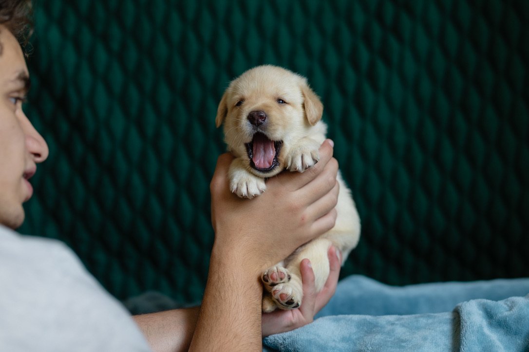 Cream Labrador puppy yawning at 26 days old — Nia × Maverick litter, Kindred Pup