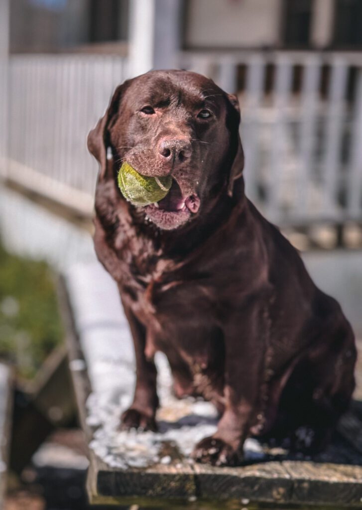 Chocolate English Labrador with a tennis ball