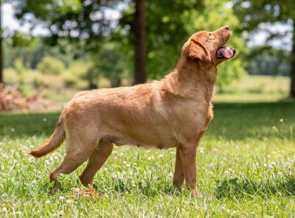 English Labrador standing profile in a clover field