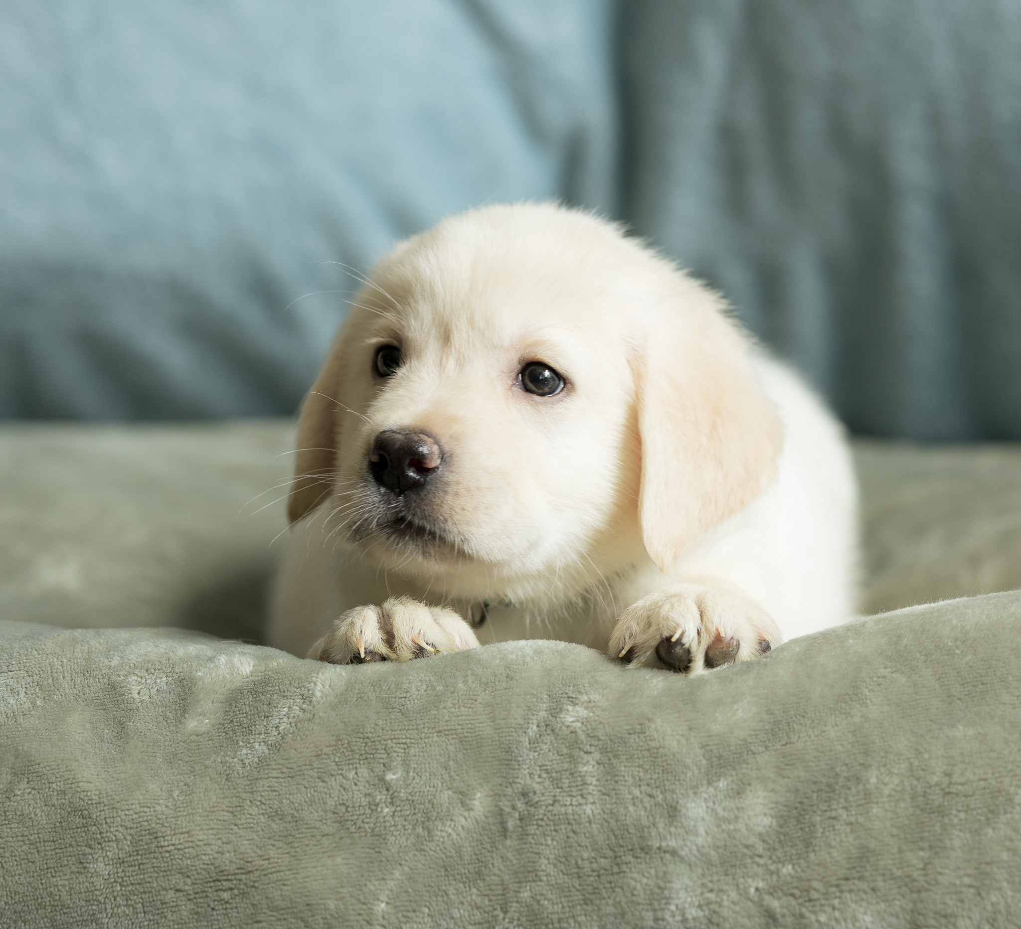 Mr. Green/Teal, cream Labrador puppy from the Nia x Maverick litter